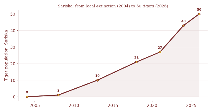 Sariska's tiger population, from local extinction in 2004 to roughly 50 tigers by 2026 — the world's first tiger reserve rebuilt entirely through translocation.